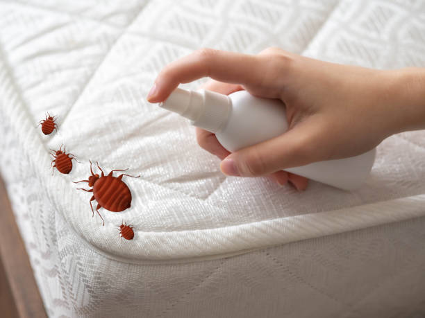 Best Affordable Pest Control Services  in Springville, NY