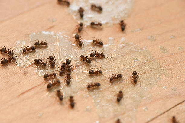 Best Insect Control  in Springville, NY