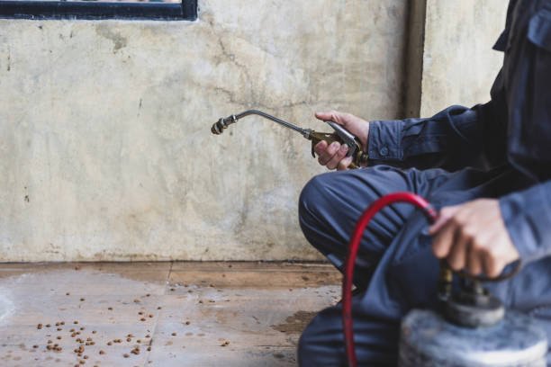 Wasp Removal Services in Springville, NY
